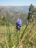 Muscari neglectum. Соцветие. Крым, окрестности Ялты, хр. Иограф. 30 апреля 2012 г.