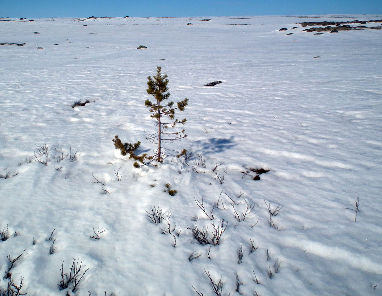 Изображение особи Pinus friesiana.