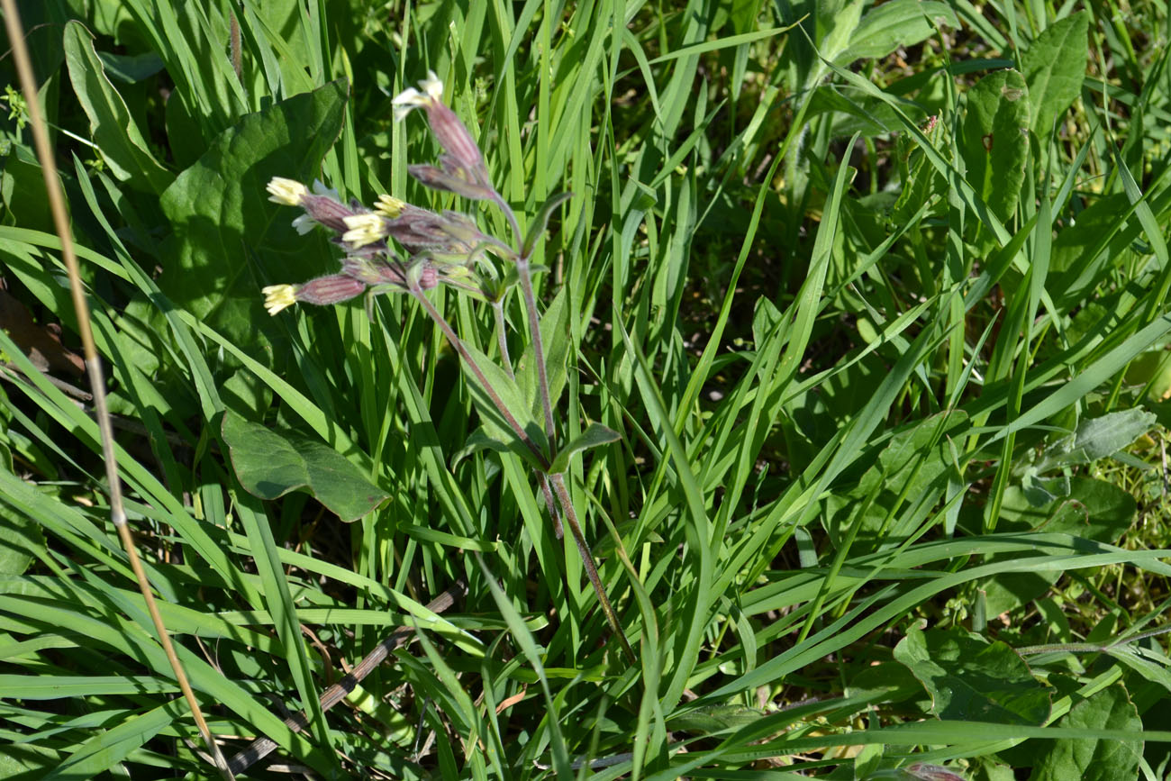 Image of Melandrium latifolium specimen.