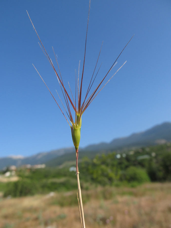 Изображение особи Aegilops biuncialis.