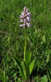 Orchis militaris ssp. stevenii