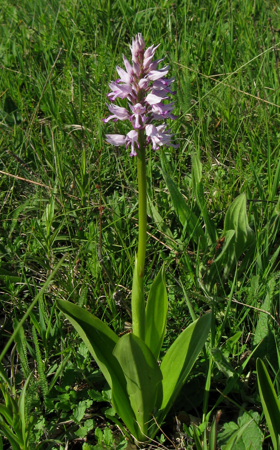 Image of Orchis militaris ssp. stevenii specimen.