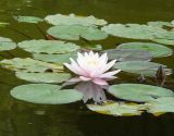 Nymphaea alba