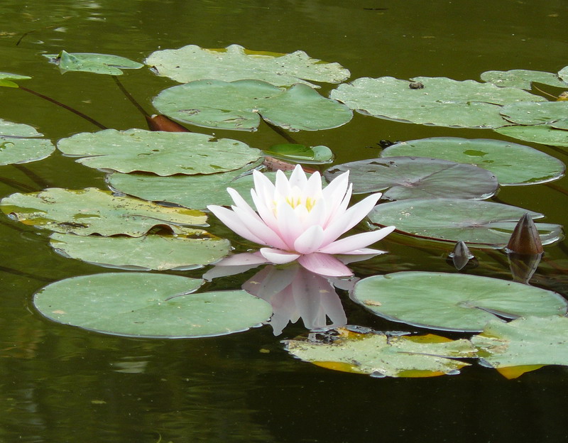 Изображение особи Nymphaea alba.