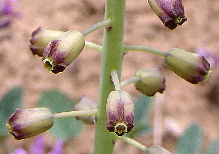 Изображение особи Leopoldia caucasica.