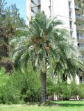 Phoenix canariensis