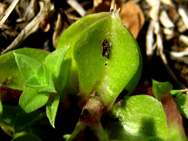 Изображение особи Gentiana squarrosa.