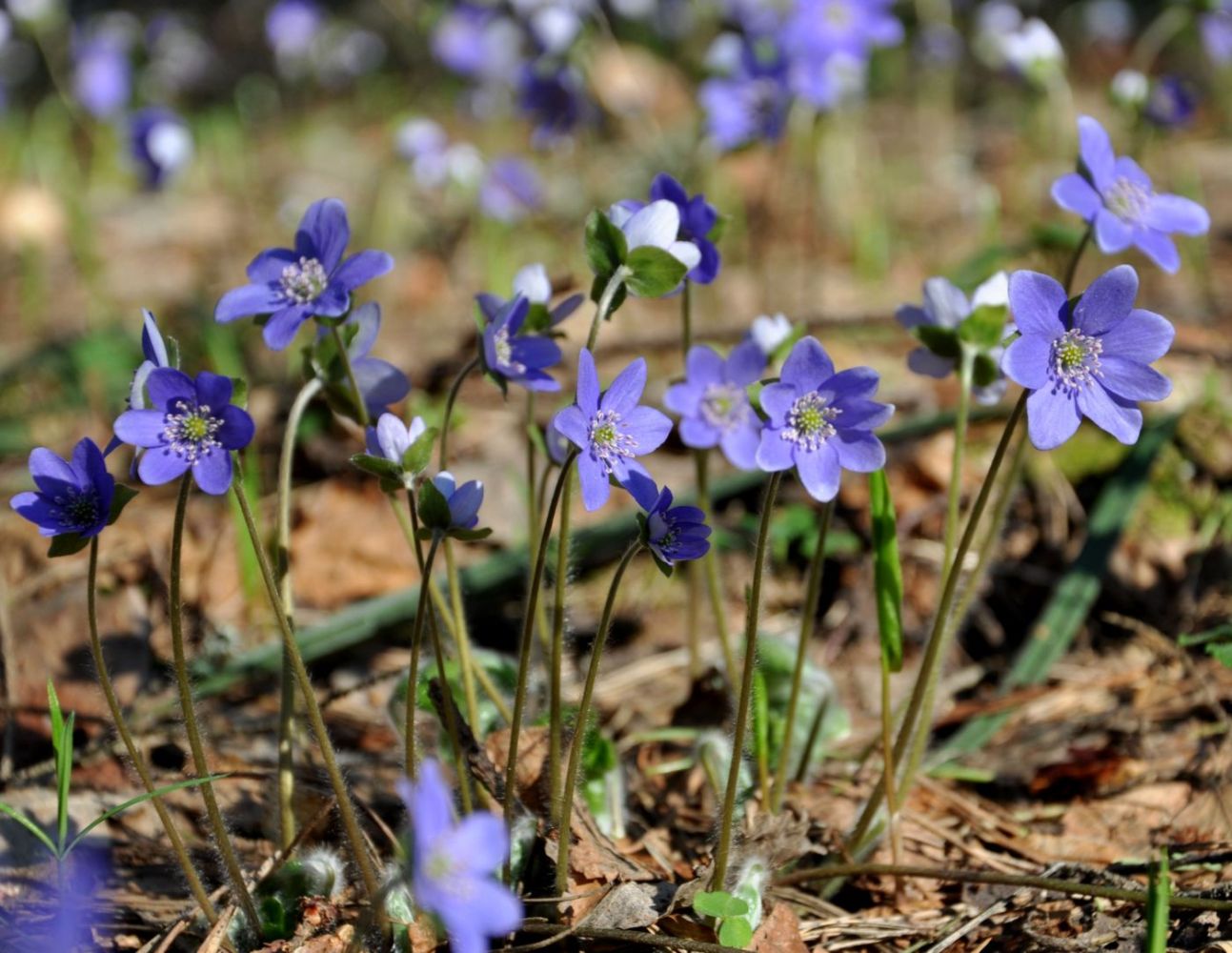 Изображение особи Hepatica nobilis.