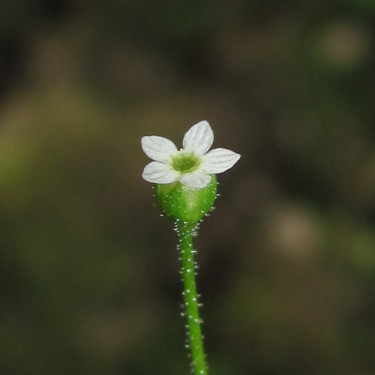 Image of Androsace filiformis specimen.