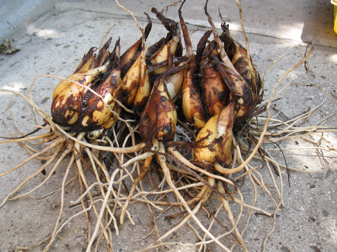 Image of Juno bucharica specimen.