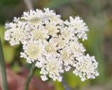 Apiaceae