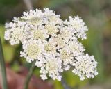 семейство Apiaceae