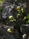 Sedum involucratum