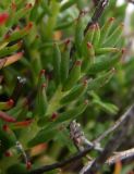 Rhodiola coccinea