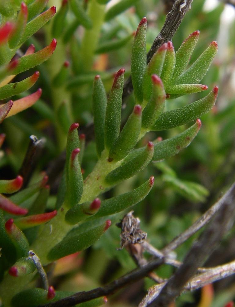 Изображение особи Rhodiola coccinea.