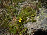 Draba scabra. Цветущее и плодоносящее растение. Карачаево-Черкесия, верховья р. Муха, Мухинское озеро. 3000 м н.у.м. 02.09.2012.