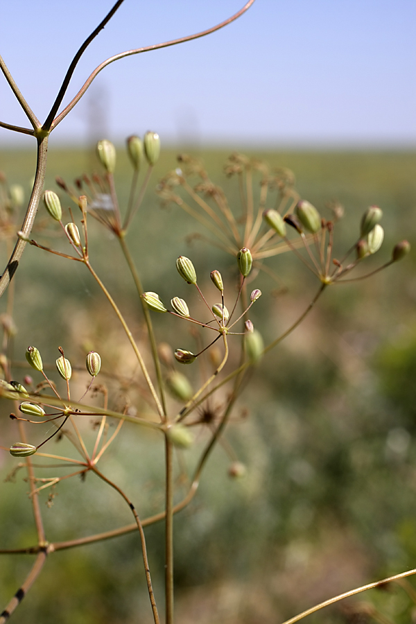 Изображение особи Ferula karatavica.