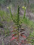 Oenothera biennis