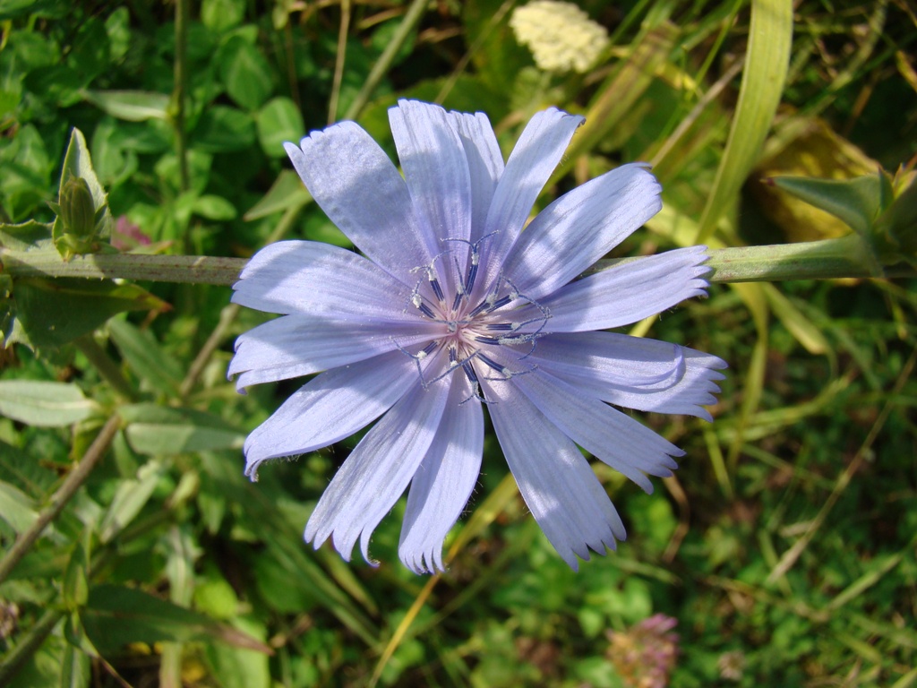 Image of Cichorium intybus specimen.