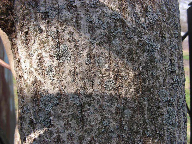 Image of Juglans regia specimen.