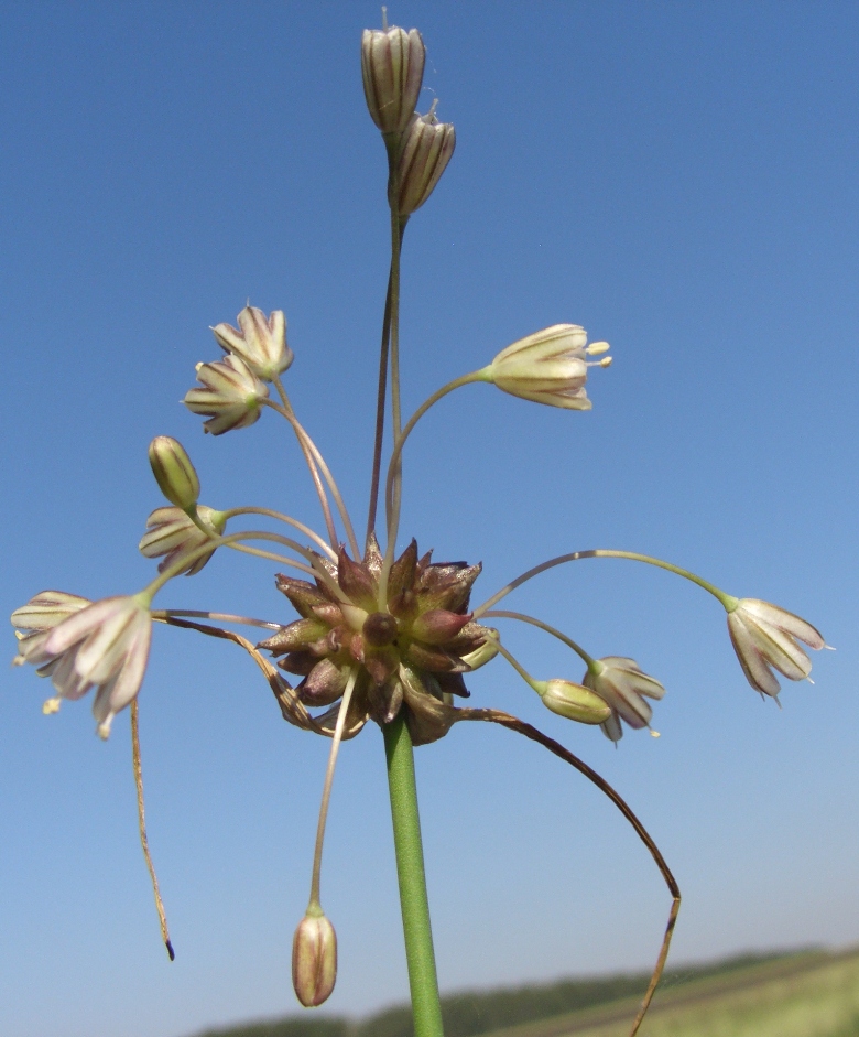 Image of Allium oleraceum specimen.