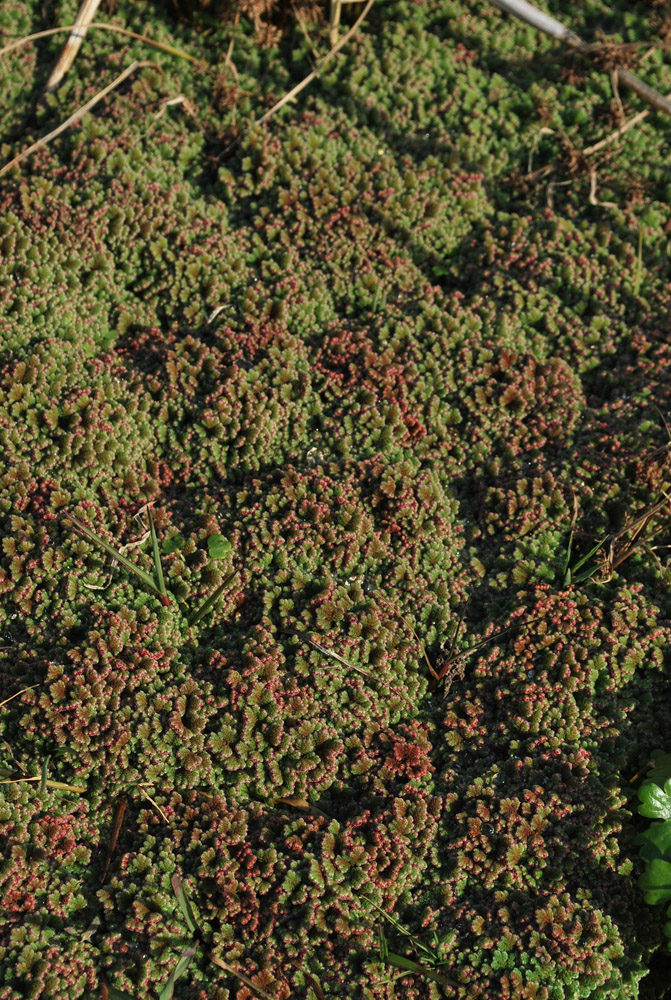 Image of Azolla filiculoides specimen.