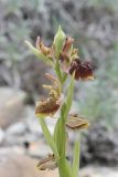 Ophrys mammosa subspecies caucasica. Соцветие (длина - 10 см). Краснодарский край, Анапский р-н, окр. с. Варваровка, приморский каменистый склон ЮЗ экспозиции. 2 мая 2012 г.