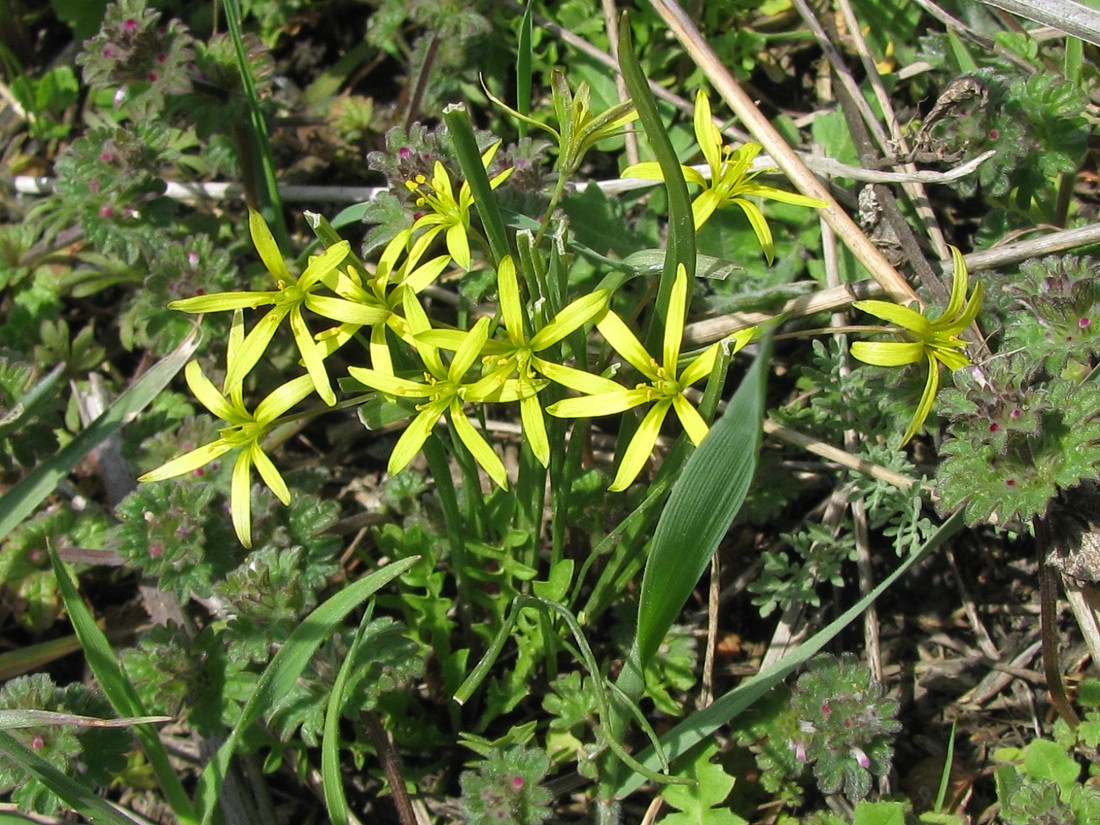 Image of genus Gagea specimen.