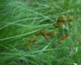 Carex leporina. Соцветия. Курская обл., Фатежский р-н, с. Игино, берег Железногорского (Копёнского) вдхр. на р. Свапа. 14 июня 2007 г.