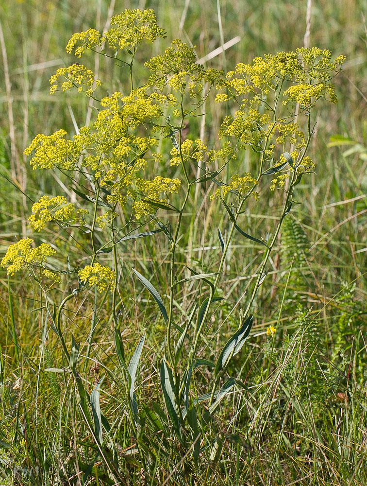 Изображение особи Bupleurum krylovianum.