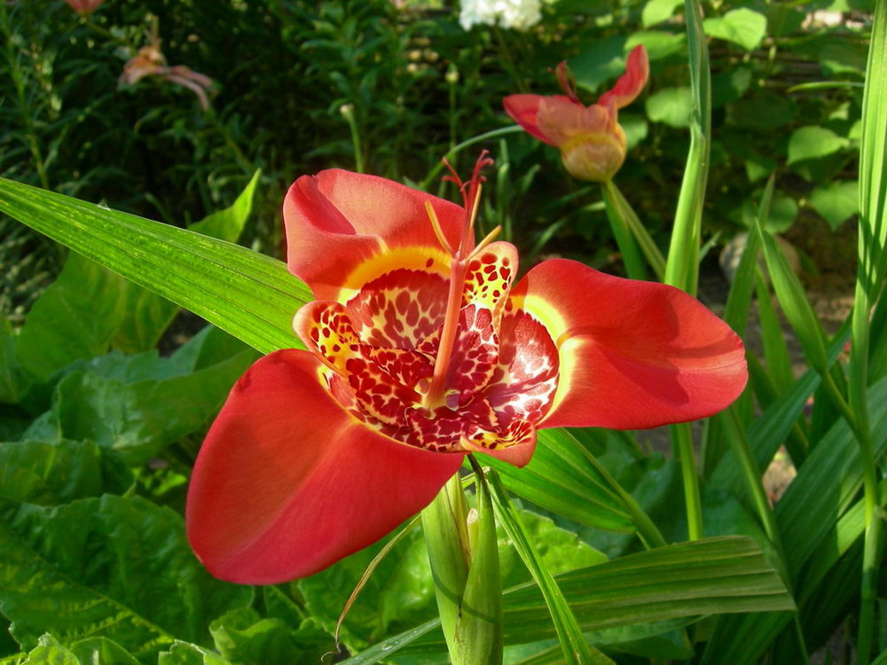 Image of Tigridia pavonia specimen.