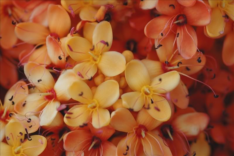 Image of Saraca indica specimen.