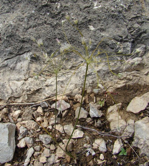Image of Allium elegans specimen.