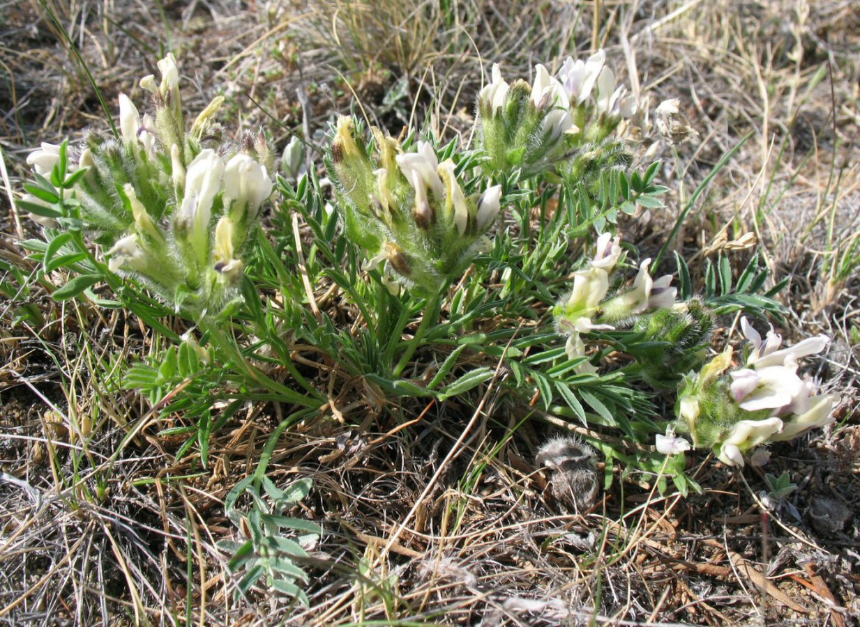 Image of Oxytropis peschkovae specimen.