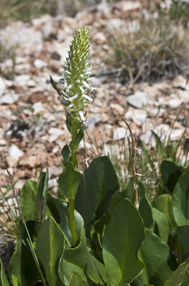 Изображение особи Lagotis integrifolia.