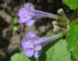 Glechoma hederacea. Цветки. Украина, Запорожье, ЦПКиО \"Дубовая роща\". 03.05.2011.