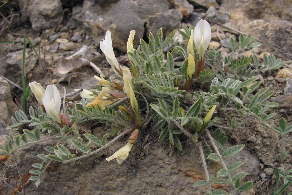 Изображение особи Astragalus rupifragus.