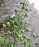 Conyza bonariensis. Верхушка цветущего растения. Израиль, г. Беэр-Шева, тротуар. 05.05.2013.
