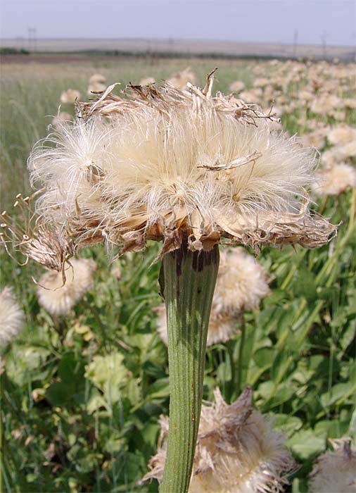 Изображение особи Stemmacantha serratuloides.