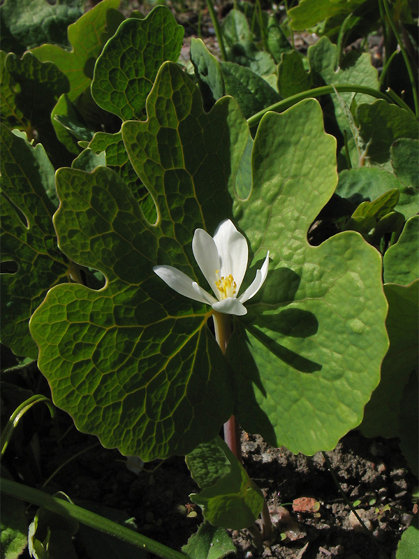 Image of Sanguinaria canadensis specimen.