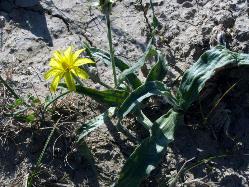 Изображение особи Scorzonera circumflexa.