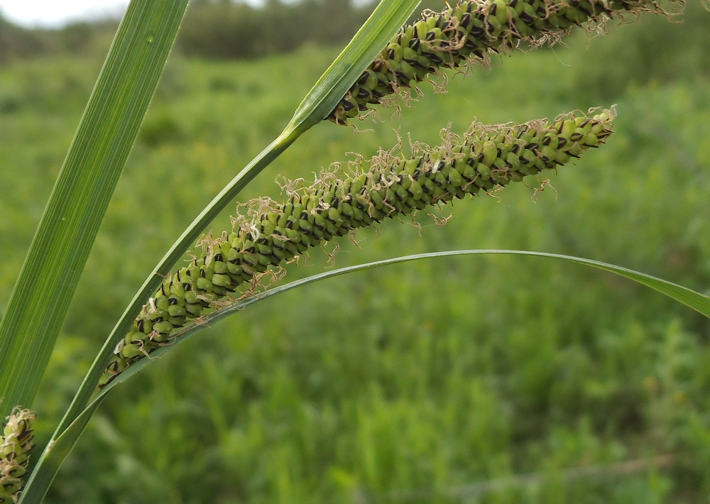 Изображение особи Carex acuta.