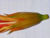 Campsis grandiflora. Чашечка цветка. Израиль, Шарон, г. Герцлия, в культуре. 28.05.2013.