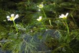 Ranunculus trichophyllus