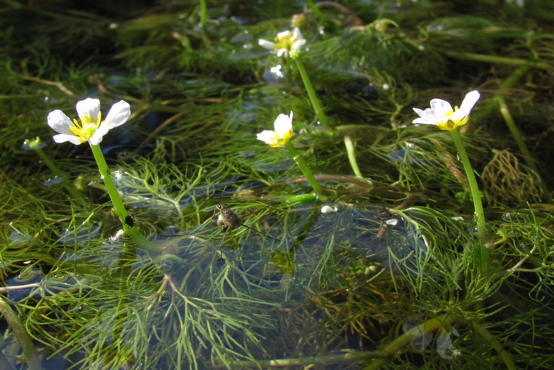 Изображение особи Ranunculus trichophyllus.