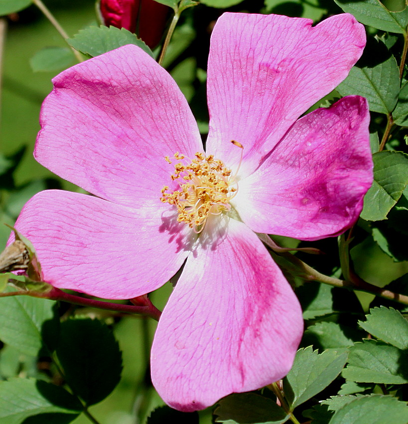 Image of Rosa webbiana specimen.