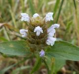 Image of taxon representative. Author is Андрей Комраков