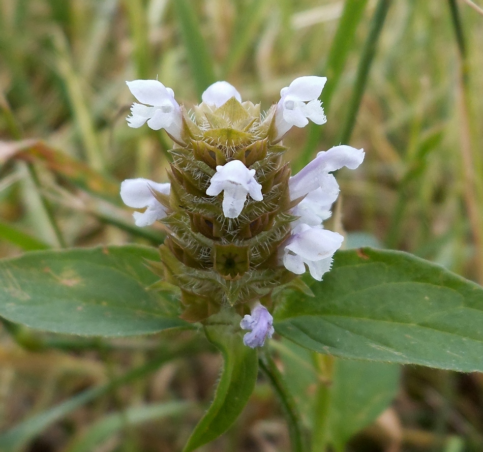 Image of Prunella vulgaris specimen.