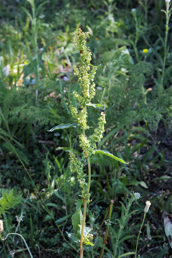 Image of Rumex crispus specimen.