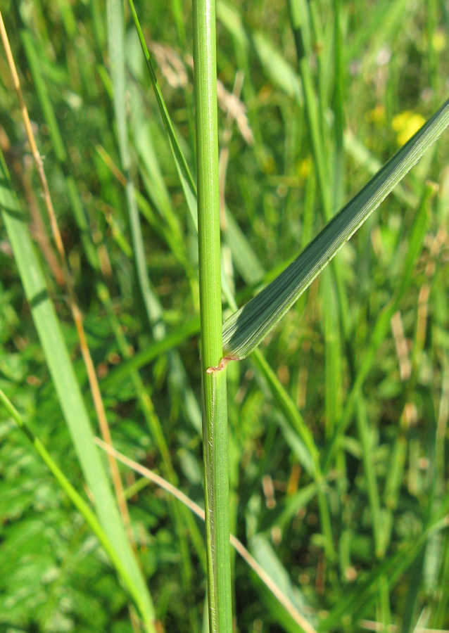 Изображение особи Elytrigia trichophora.